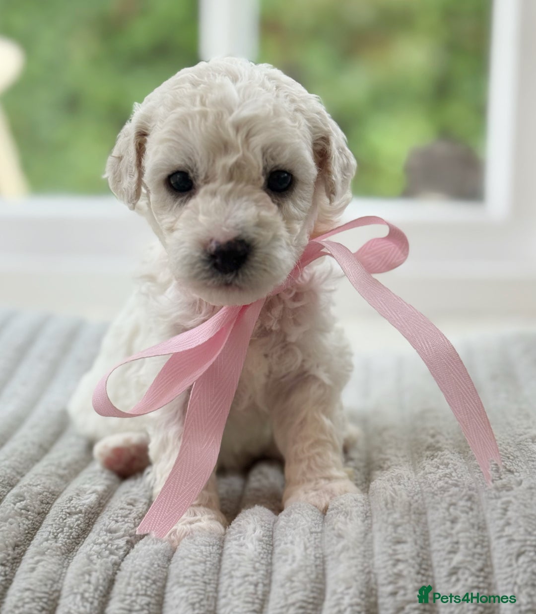 Cavapoochon dogs for sale: Cavapoochon puppies  - Image 14