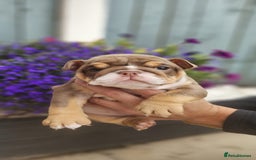 English Bulldog dogs for sale: English bull dogs  - Image 5