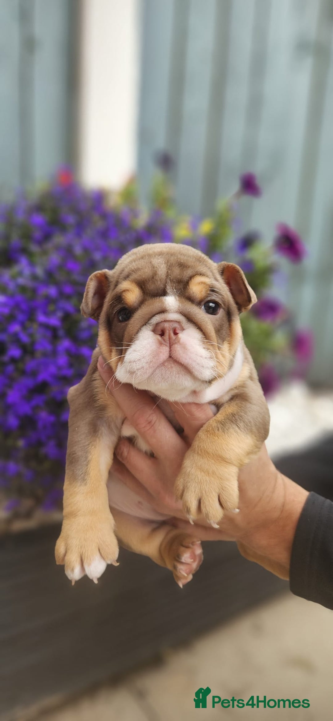 English Bulldog dogs for sale: English bull dogs  - Image 5