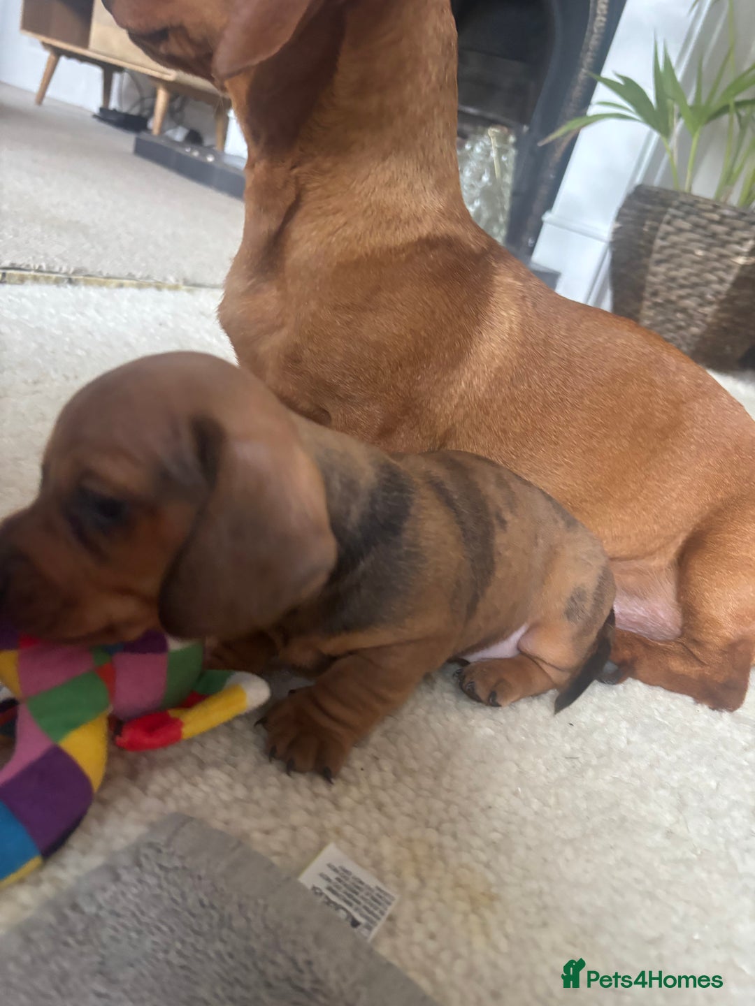 Miniature Dachshund dogs for sale: Miniature smoothed haired dachshund  - Image 5