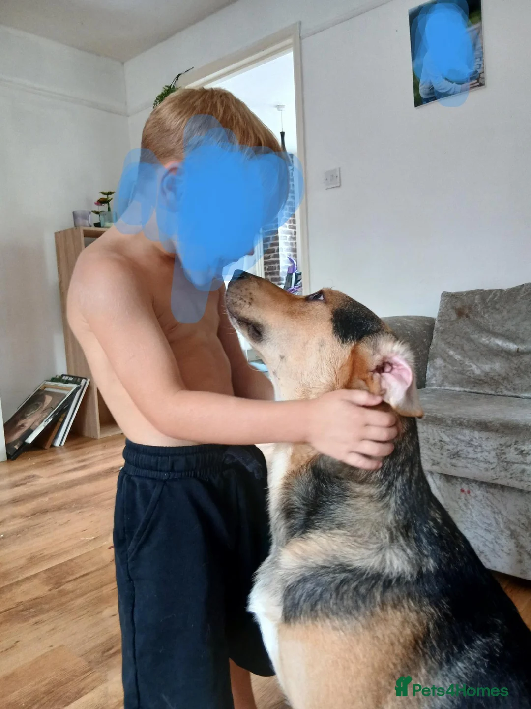 Mixed Breed dogs for sale: Wiggles mixed terrier in Daventry - Advert 8