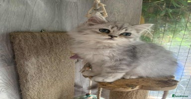 British Longhair cats in Bournemouth - Advert 4