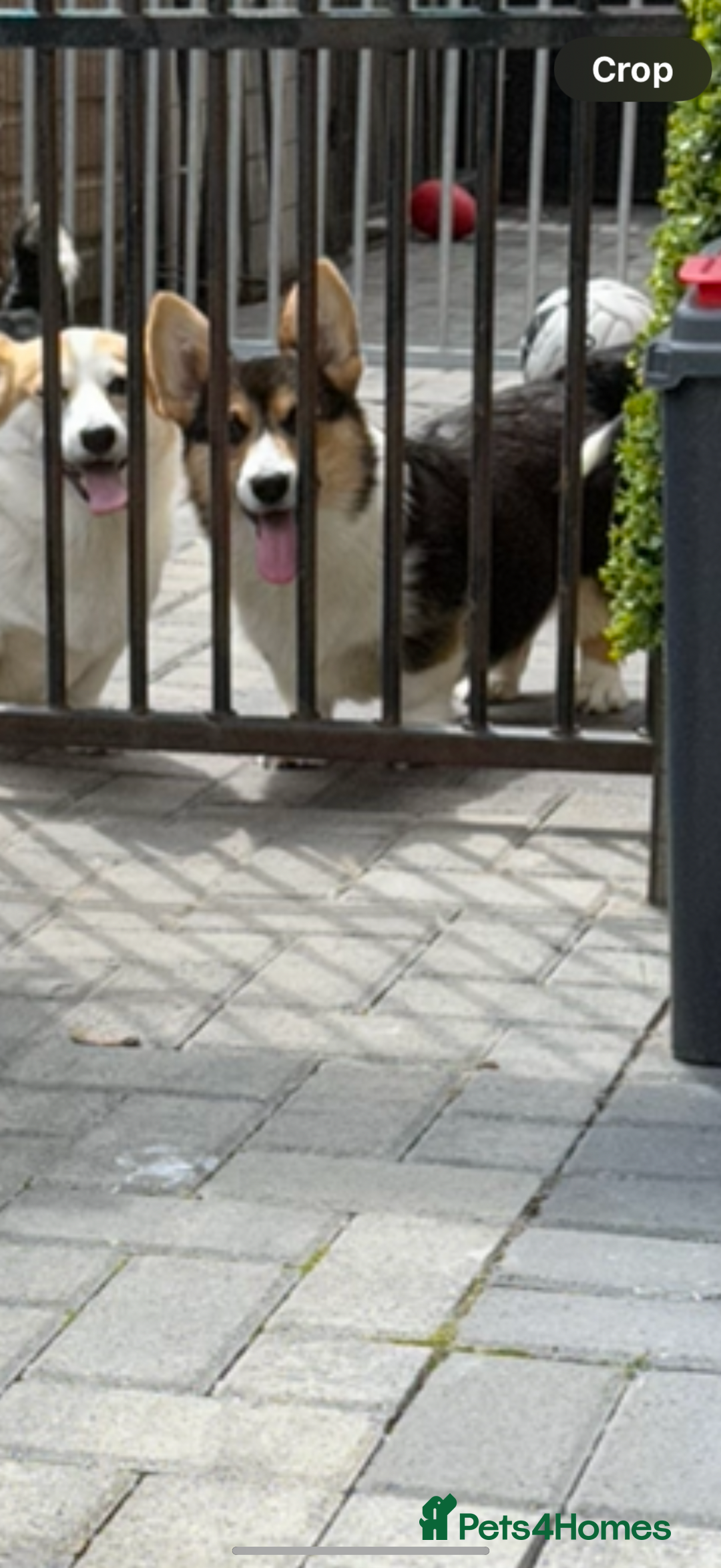 Welsh Corgi Pembroke dogs for sale: Kc corgi for sale  - Image 3