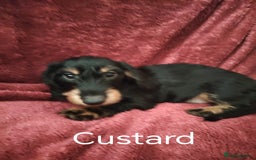 Dachshund dogs for sale: Miniature Dachshund puppies for sale  - Image 11