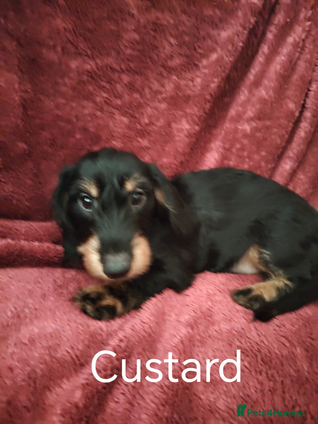 Dachshund dogs for sale: Miniature Dachshund puppies for sale  - Image 11