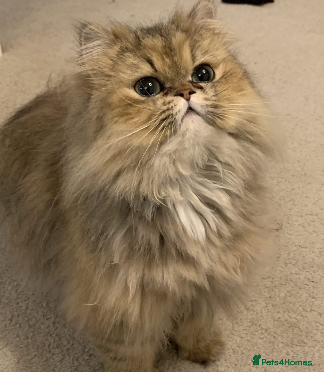 Persian cats Persian kittens - Advert 2