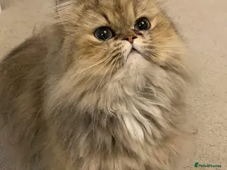 Persian cats Persian kittens - Advert 2