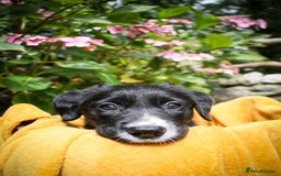 Mixed Breed dogs for sale: 3 x Border collie cross retriever pups - Image 9