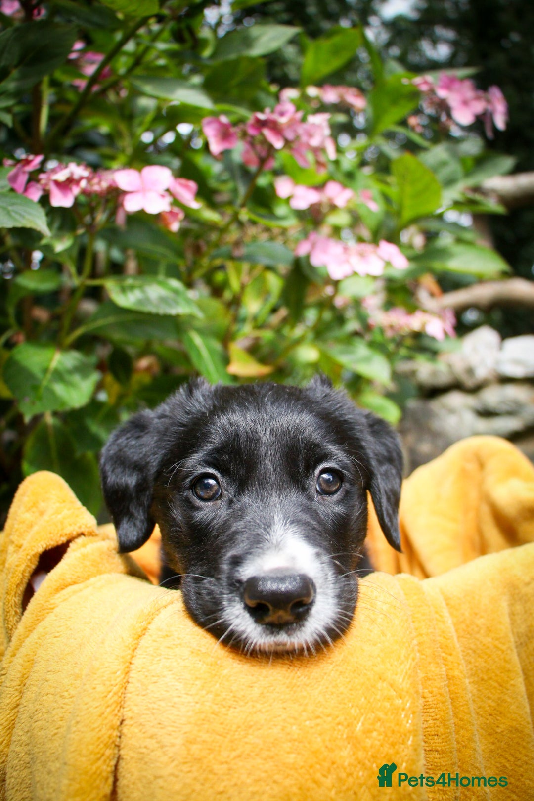 Mixed Breed dogs for sale: 3 x Border collie cross retriever pups - Image 9