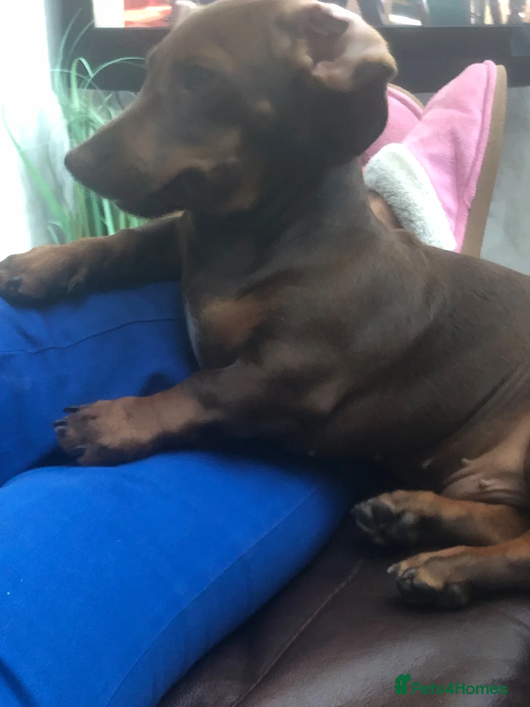 Miniature Dachshund dogs for sale: Miniature dachshund  - Advert 2