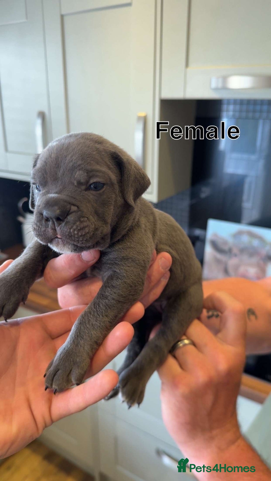 Cane Corso dogs for sale: Cane Corso Puppies - Image 4