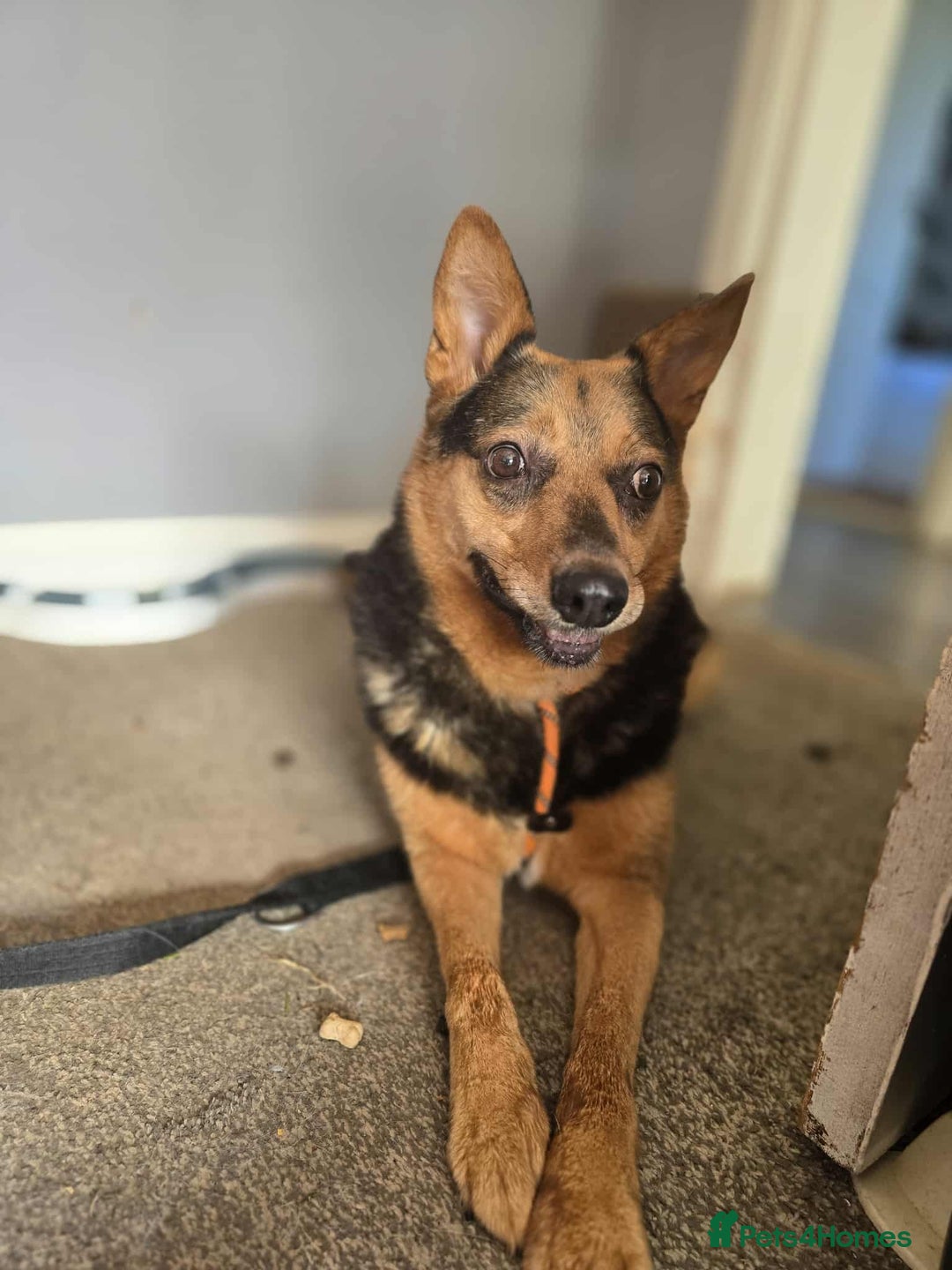 Mixed Breed dogs for adoption: Melanie for adoption - Image 11