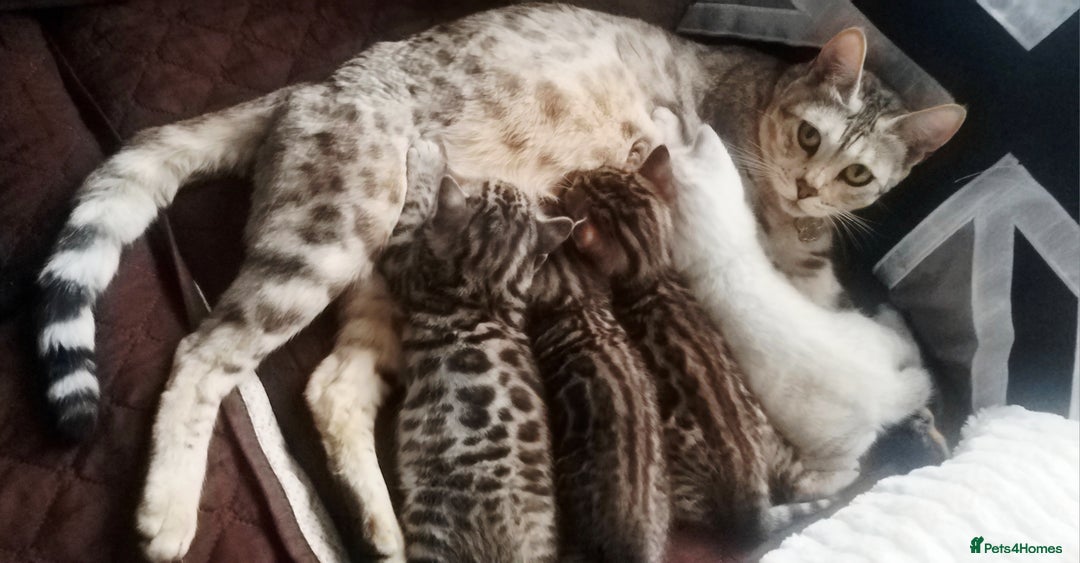 Bengal cats for sale: Four gorgeous Bengal kittens: snow, brown, silver - Advert 3