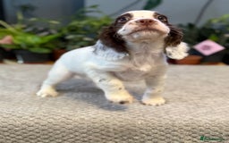 Cocker Spaniel dogs for sale: Four beautiful *working* cocker spaniel puppies - Advert 5