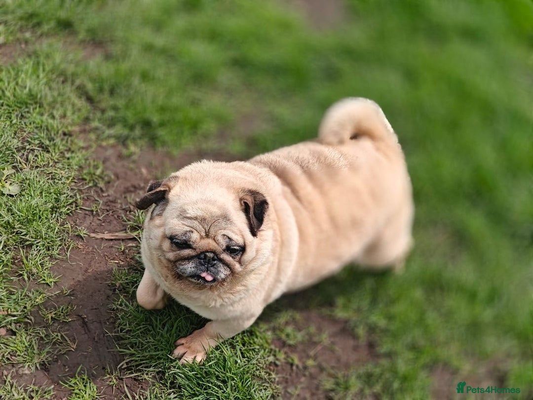 Pug dogs for adoption: 💖🐶 PEPPA 🐶💖 - Image 5