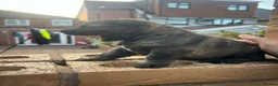 German Shepherd dogs for sale: Elite Czech German Shepherd Puppies Available!! - Advert 8
