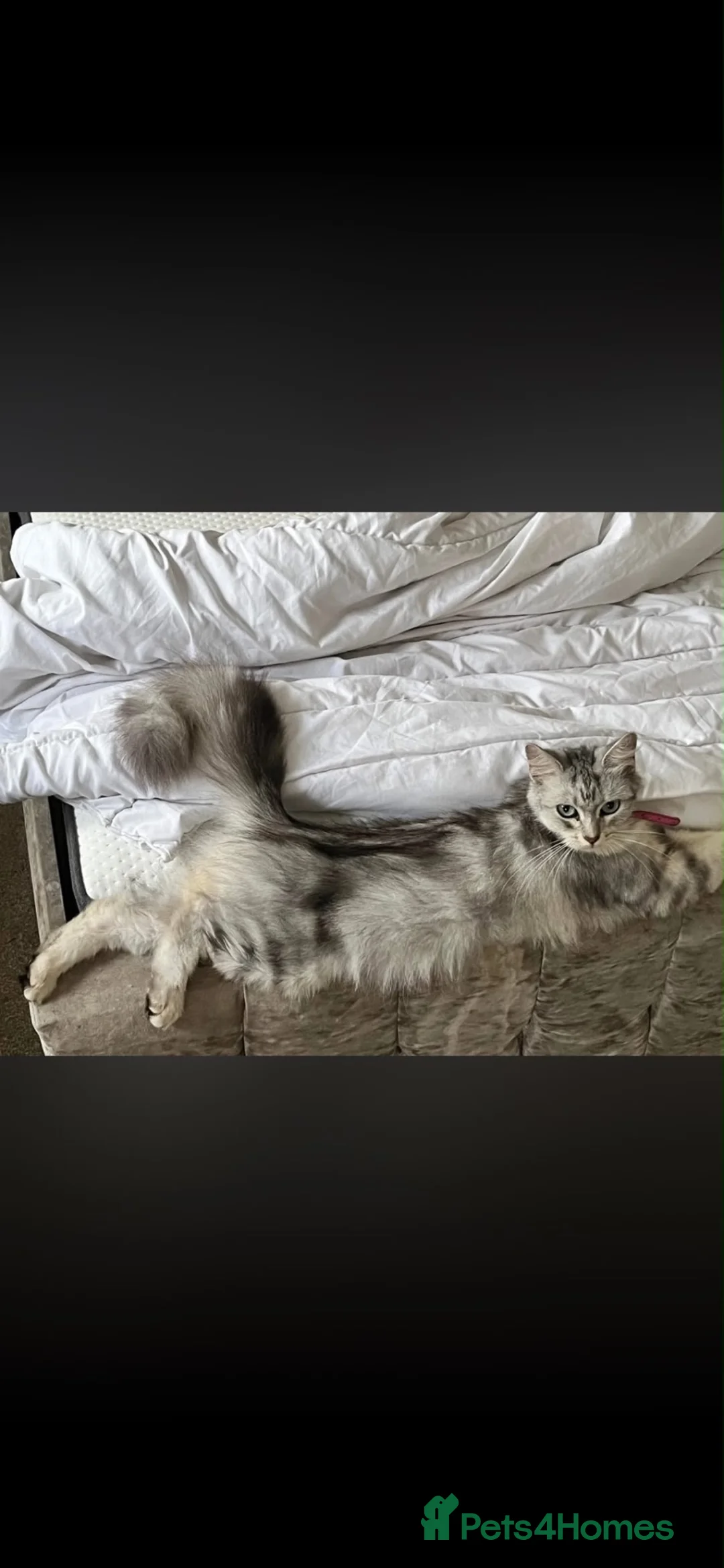 Maine Coon cats for sale: Silver Maine coon cross kittens  - Advert 22