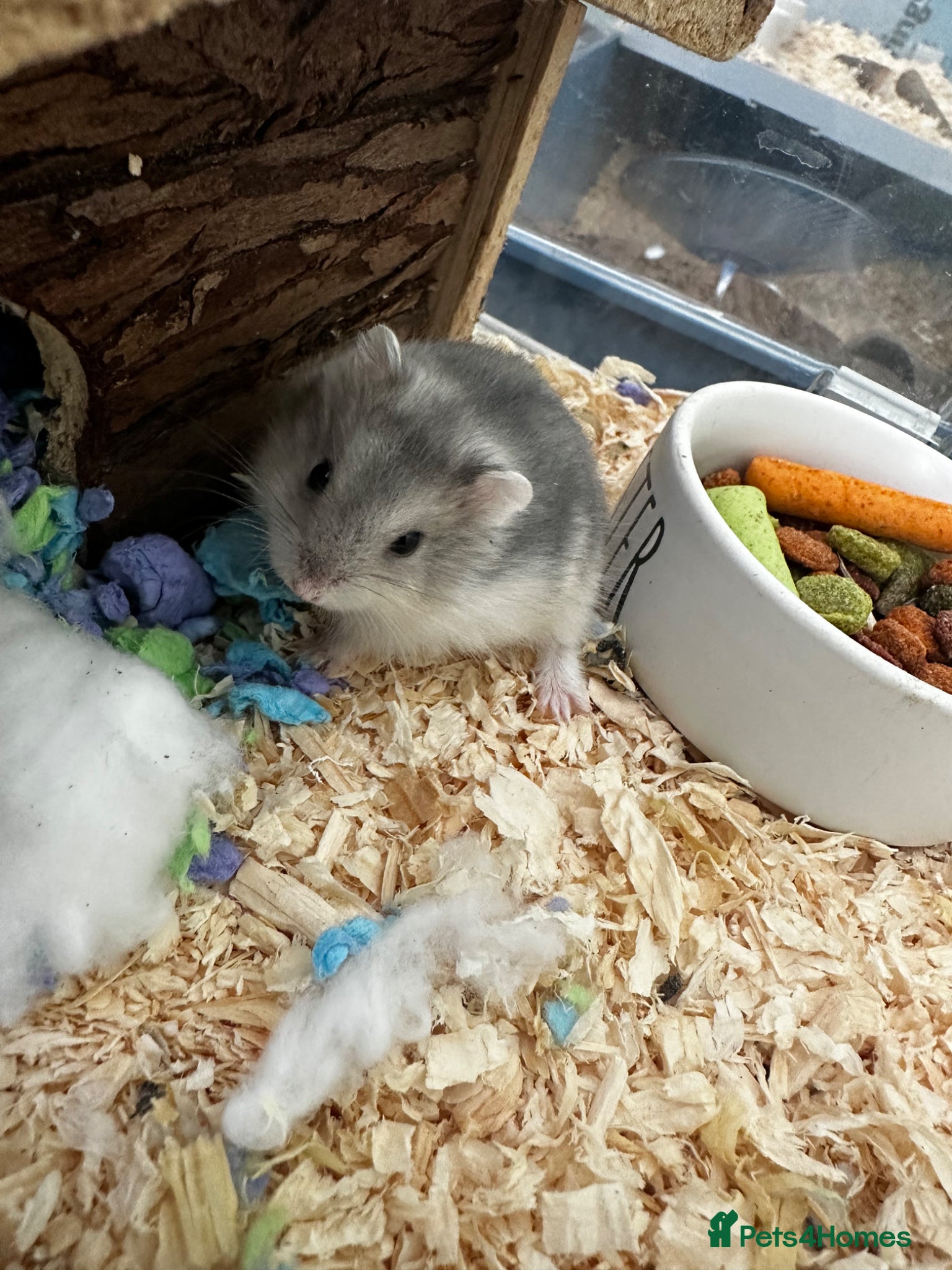 Hamster rodents Russian Dwarf Hamsters for Sale - Advert 1