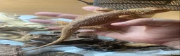 Bearded Dragon reptiles for sale: Beautiful bearded dragon with full Viv  - Advert 5