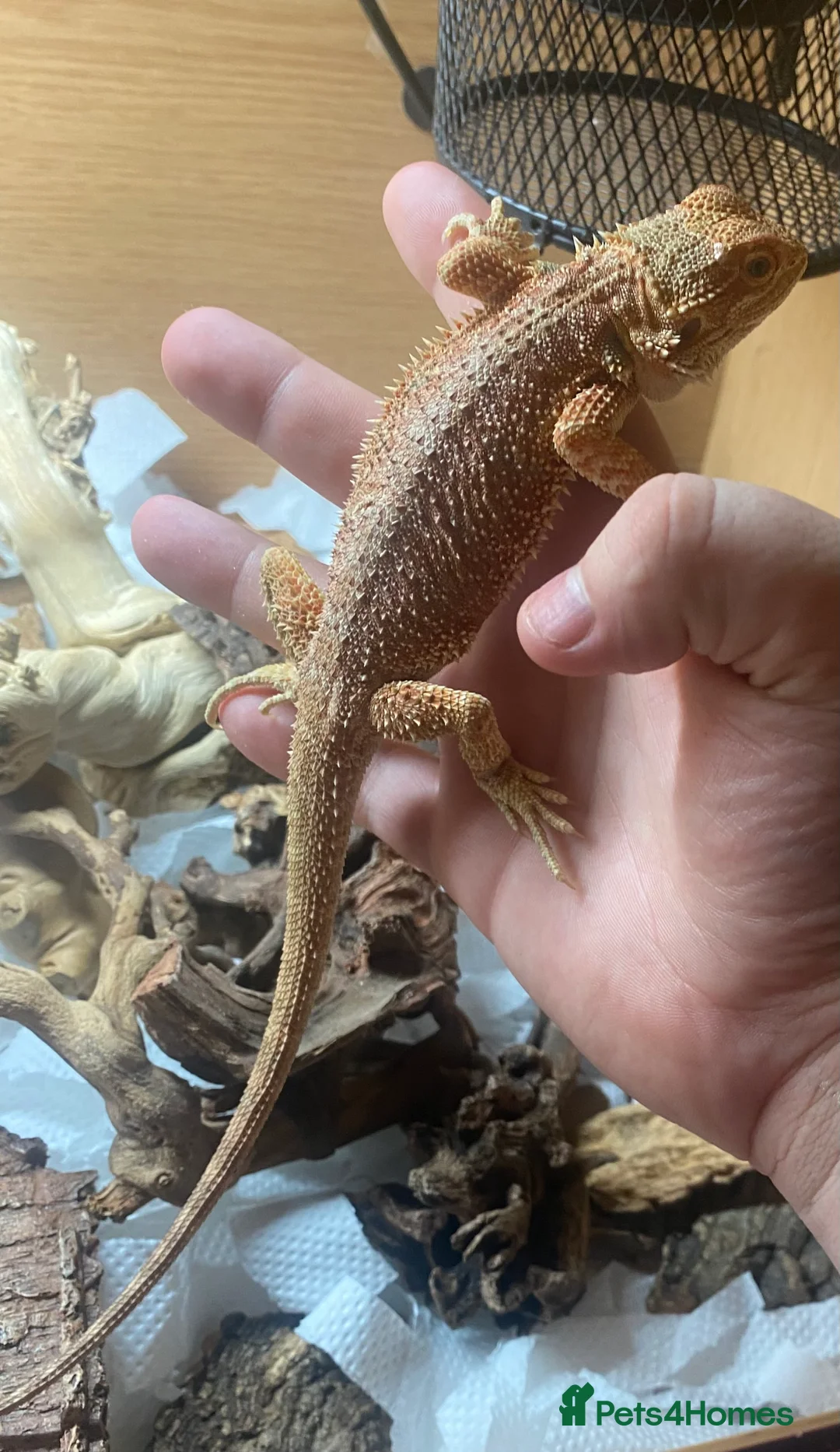 Bearded Dragon reptiles for sale: Beautiful bearded dragon with full Viv  - Advert 5