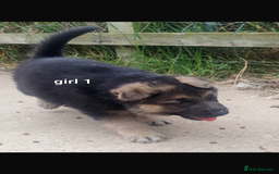 German Shepherd dogs for sale: Wow.Beautiful Homebred German Shepherd Puppies - Image 5