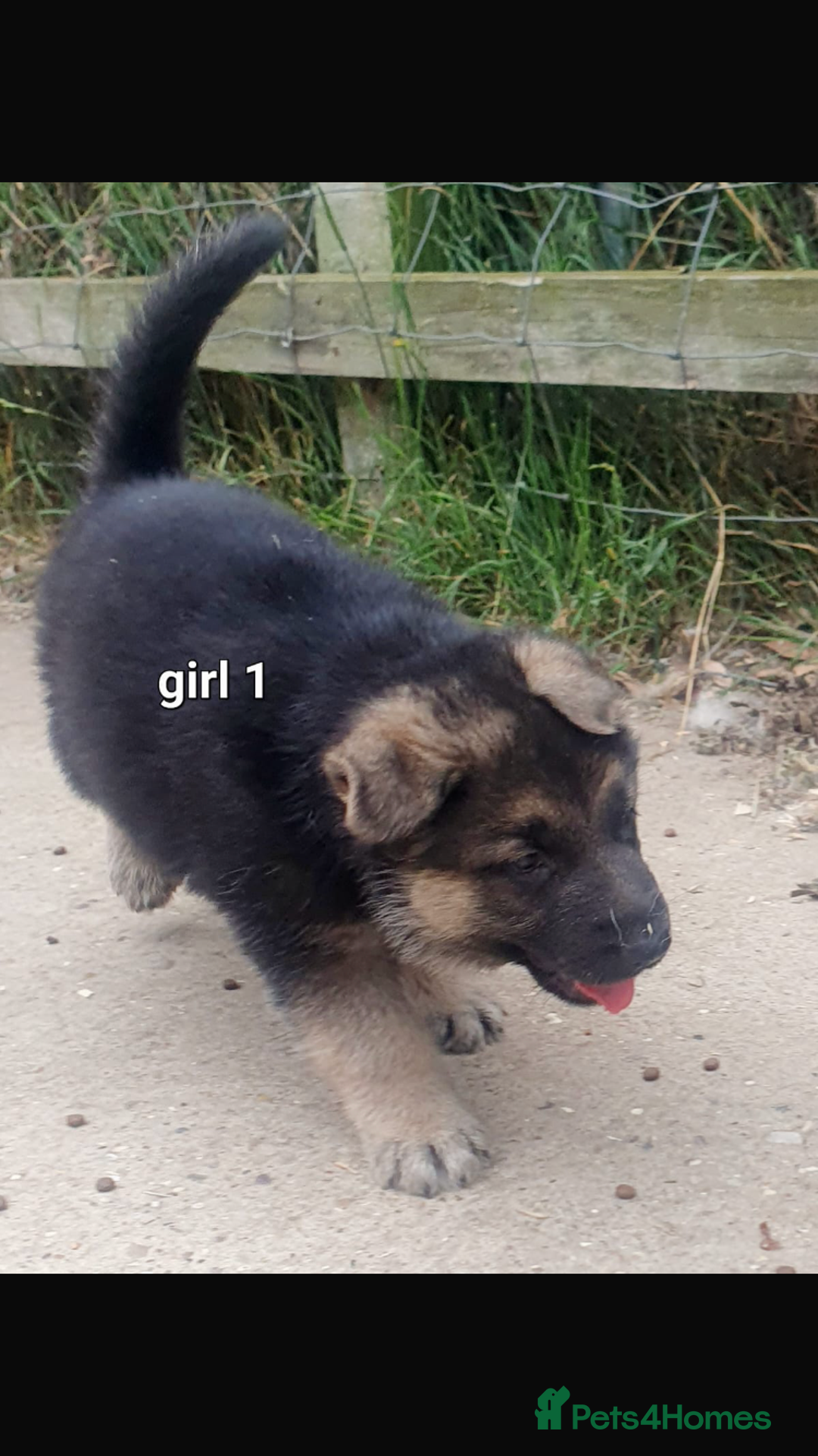 German Shepherd dogs for sale: Wow.Beautiful Homebred German Shepherd Puppies - Image 5
