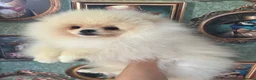 Pomeranian dogs for sale: Pom Puppies from Five Star breeder  - Advert 2