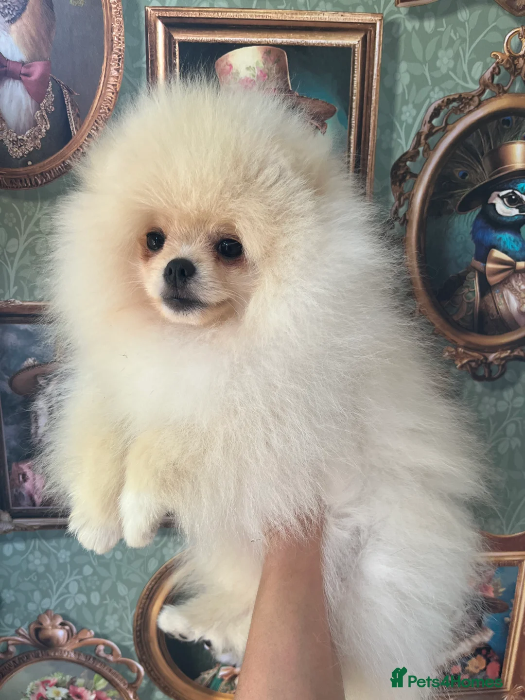 Pomeranian dogs for sale: Pom Puppies from Five Star breeder  - Advert 2