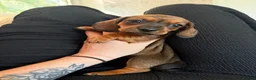 Miniature Dachshund dogs for sale: Kc registered mini smooth dachshunds  - Advert 5