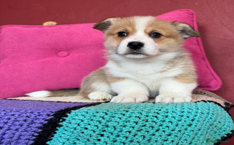 Welsh Corgi Pembroke dogs - Advert 1