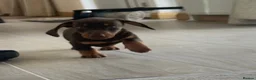 Dachshund dogs for sale: Dachshund - Advert 1