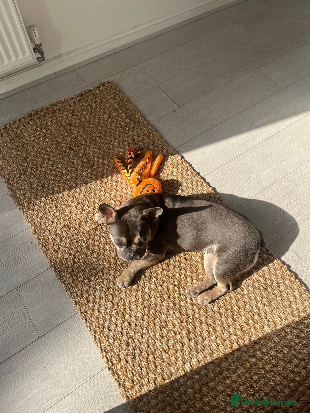 French Bulldog dogs for sale: 3 year old female French bulldog - Image 9