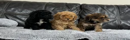 Cockapoo dogs for sale: Ready now!!Beautiful mini cockapoo puppy’s🩷🩵 - Advert 6