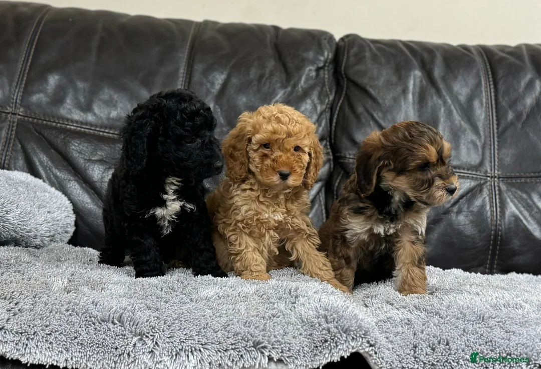 Cockapoo dogs for sale: Ready now!!Beautiful mini cockapoo puppy’s🩷🩵 - Advert 6