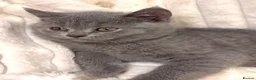 British Shorthair cats for sale: READY TO LEAVE⭐️♥️NW LONDON ♥️⭐️ - Advert 12