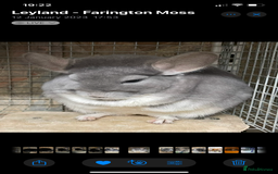Chinchilla rodents for sale: Rituals Chinchillas proudly offers for sale  - Image 3