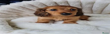 Miniature Dachshund 2