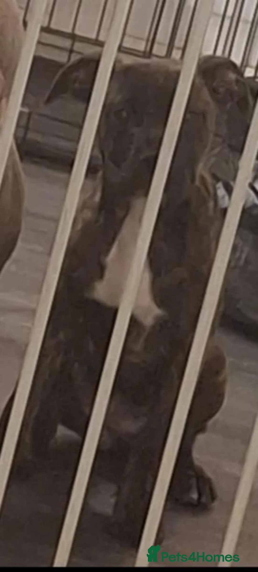 Mixed Breed dogs for sale: Puppy - Advert 2