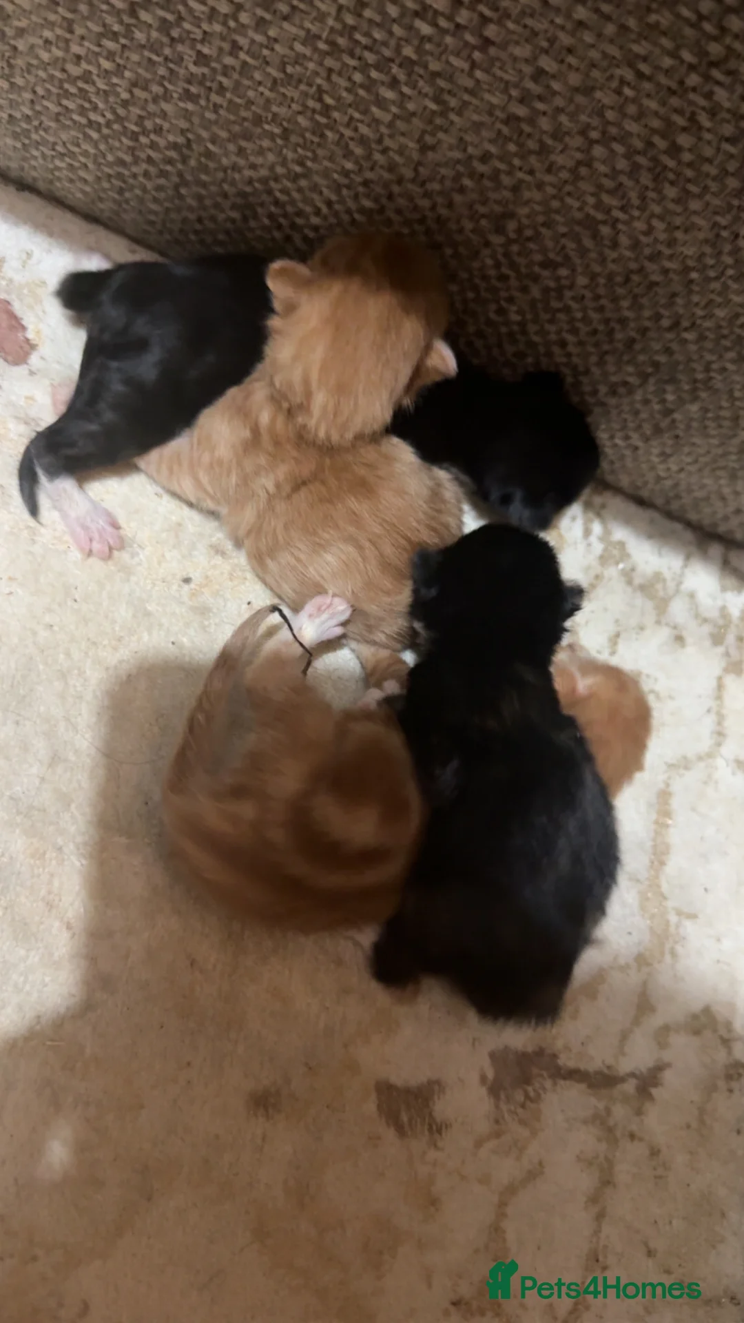 Mixed Breed cats for sale: Newborn kittens for sale - Advert 2