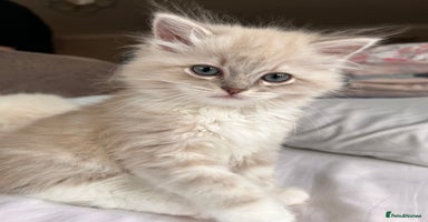 Ragdoll cats - Advert 12