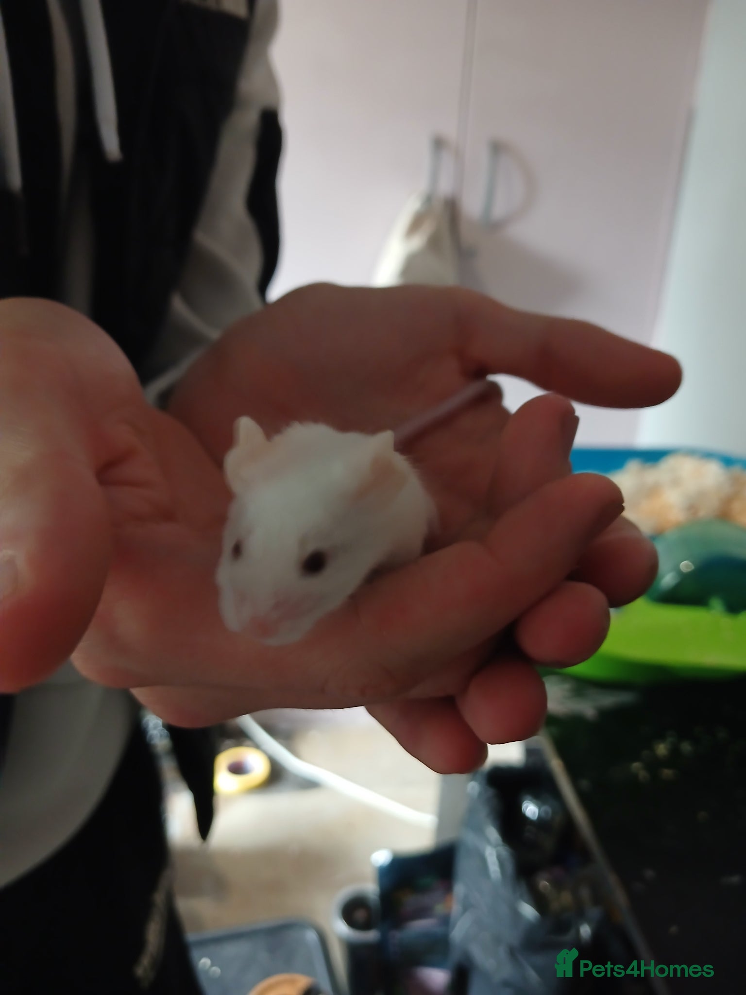 Mouse rodents Male albino mouse and cage  - Advert 1
