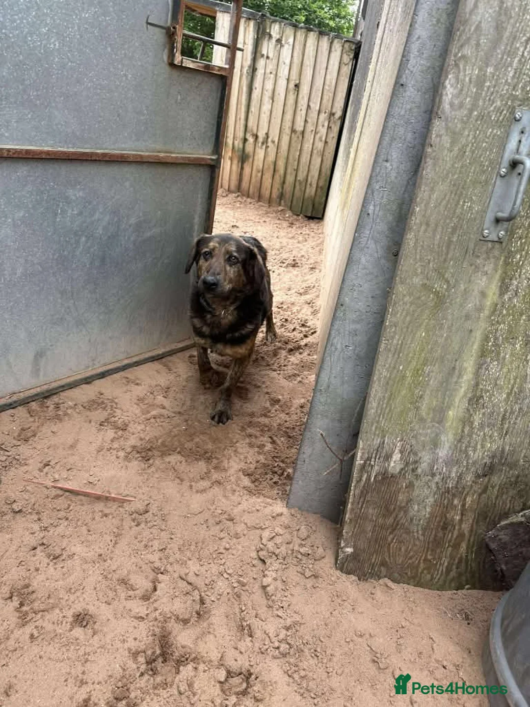 Mixed Breed dogs for adoption: Meet Jess, currently residing in Essex in Nantwich - Advert 8