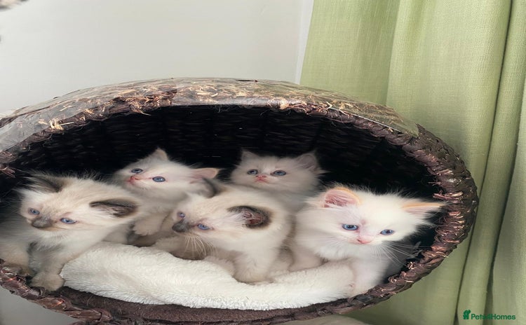 Ragdoll cats - Advert 15