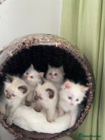 Ragdoll cats - Advert 10