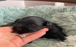 Miniature Schnauzer dogs for sale: 5*MINIATURE SCHNAUZER PUPPIES - Image 12