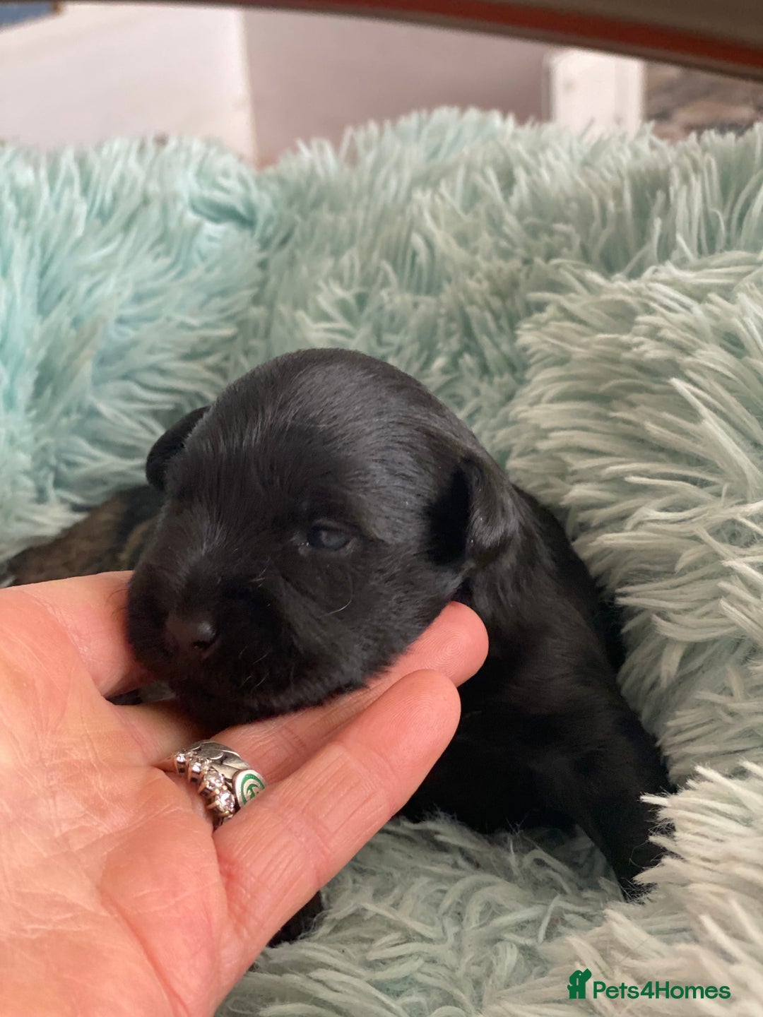 Miniature Schnauzer dogs for sale: 5*MINIATURE SCHNAUZER PUPPIES - Image 12