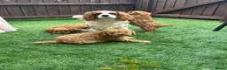 Cavapoo dogs for sale: Stunning deep red cavapoos  - Advert 7