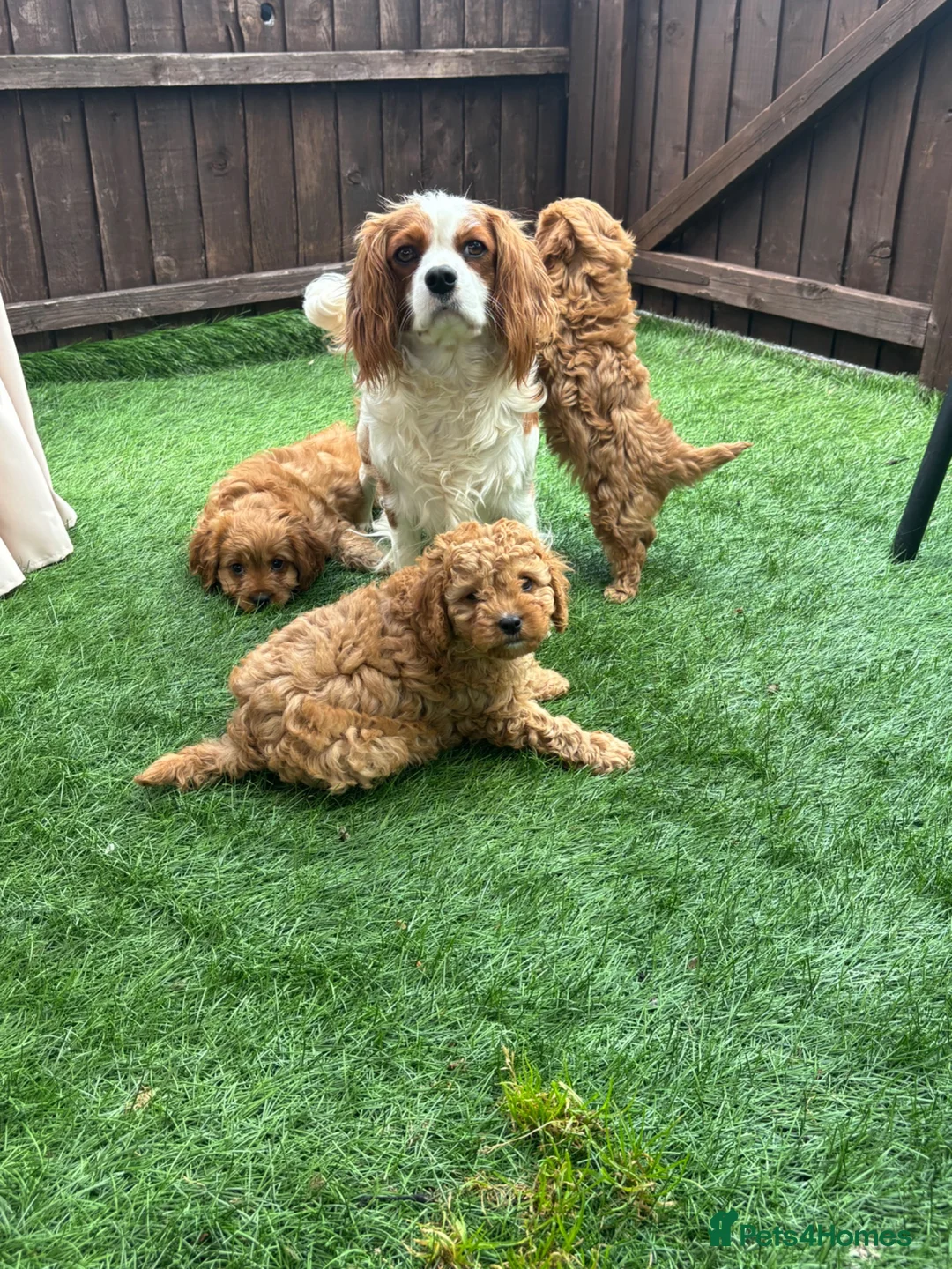 Cavapoo dogs for sale: Stunning deep red cavapoos  - Advert 7