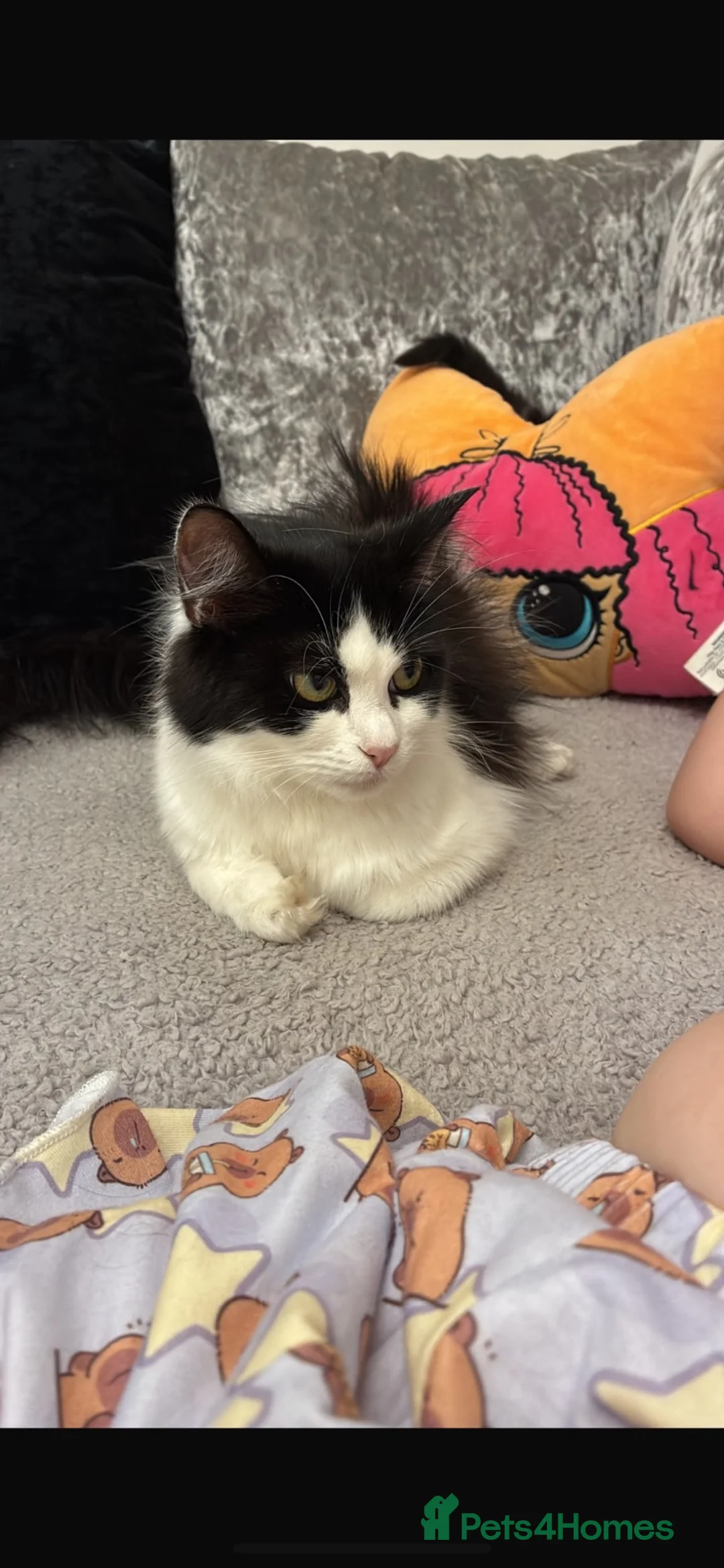 Mixed Breed cats for sale: Female long haired kitten  - Advert 1