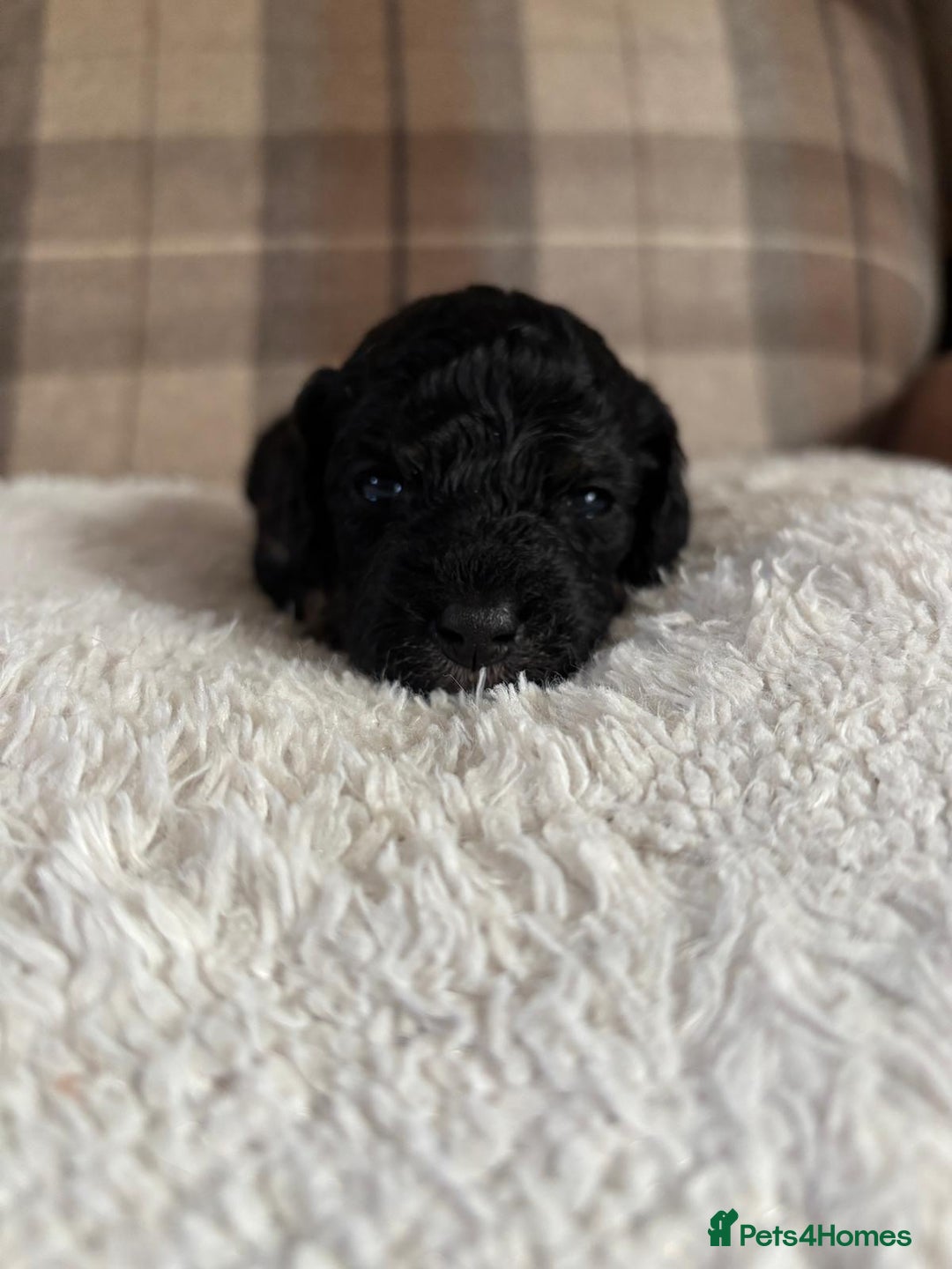 Cockapoo dogs for sale: Cockapoo - Image 5